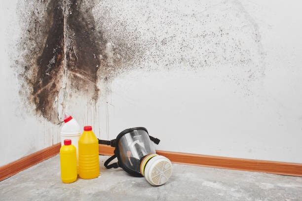 Ivanhoe, CA Mold Removal Company