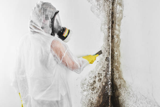 Best Attic Mold Removal  in Ivanhoe, CA
