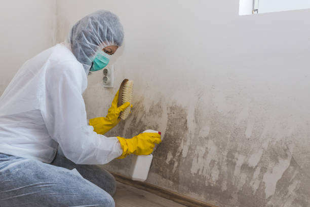Best Residential Mold Removal  in Ivanhoe, CA