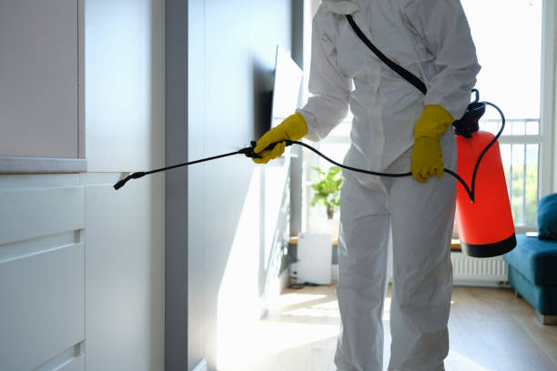 Mold Testing and Removal in Ivanhoe, CA