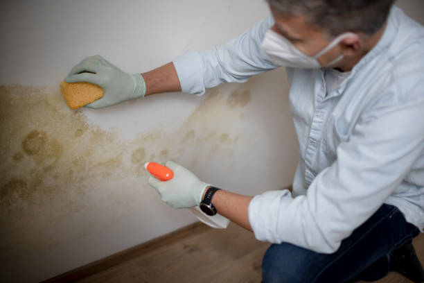 Best Mold Remediation  in Ivanhoe, CA