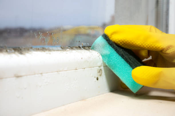 Best Office Mold Removal Services  in Ivanhoe, CA