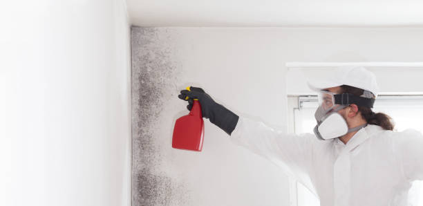 Best Mold Removal Specialists  in Ivanhoe, CA