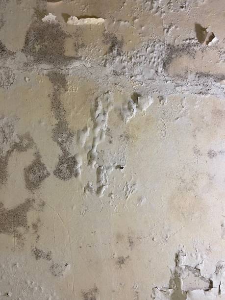 Best Professional Mold Removal  in Ivanhoe, CA