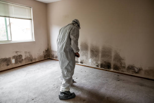 Best Fast Mold Removal  in Ivanhoe, CA