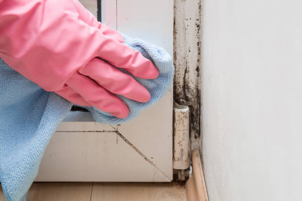 Best Emergency Mold Removal  in Ivanhoe, CA